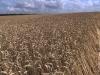 Разница пшеницы твердых сортов и мягких