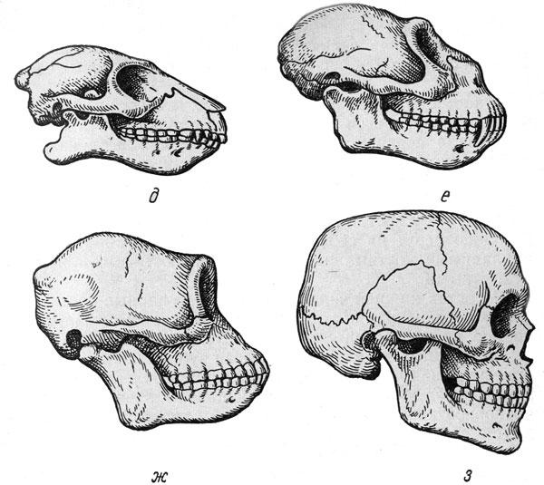 Соединение костей черепа млекопитающих
