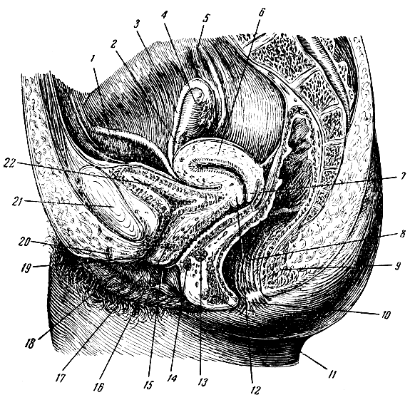 Женские половые органы сбоку. Сагиттальный разрез матки. Анатомия женских органов точка g. Сагиттальный разрез малого таза женщины. 10 женских органов